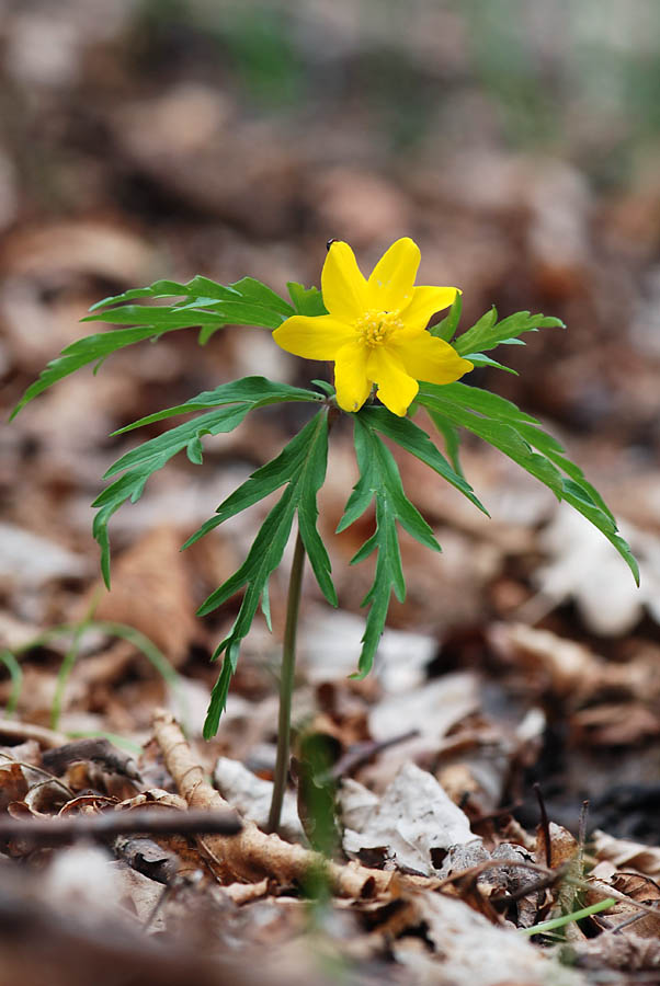 Anemonoides ranunculoides / Anemone giallo
